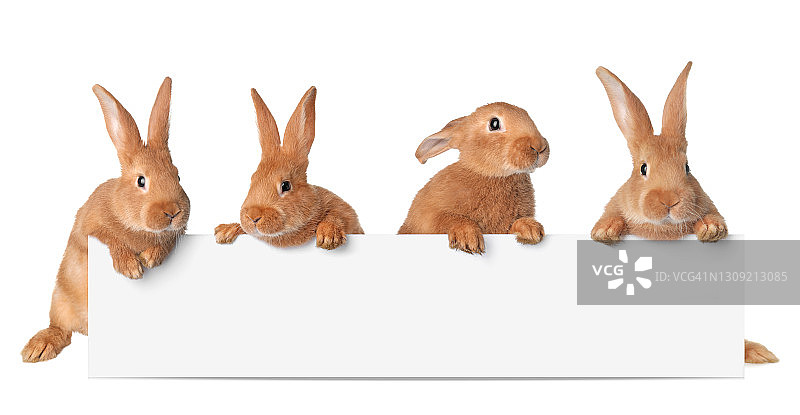 从空白banner中探出头的可爱卡通兔子，复活节标志图片素材