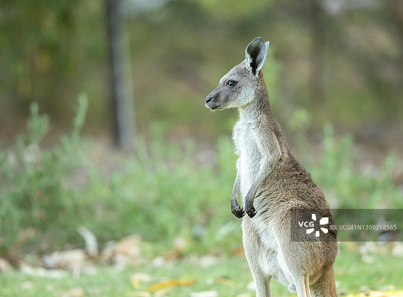 袋鼠宝宝图片素材