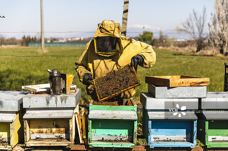 养蜂人检查蜂群并观察工蜂采集蜂蜜图片素材