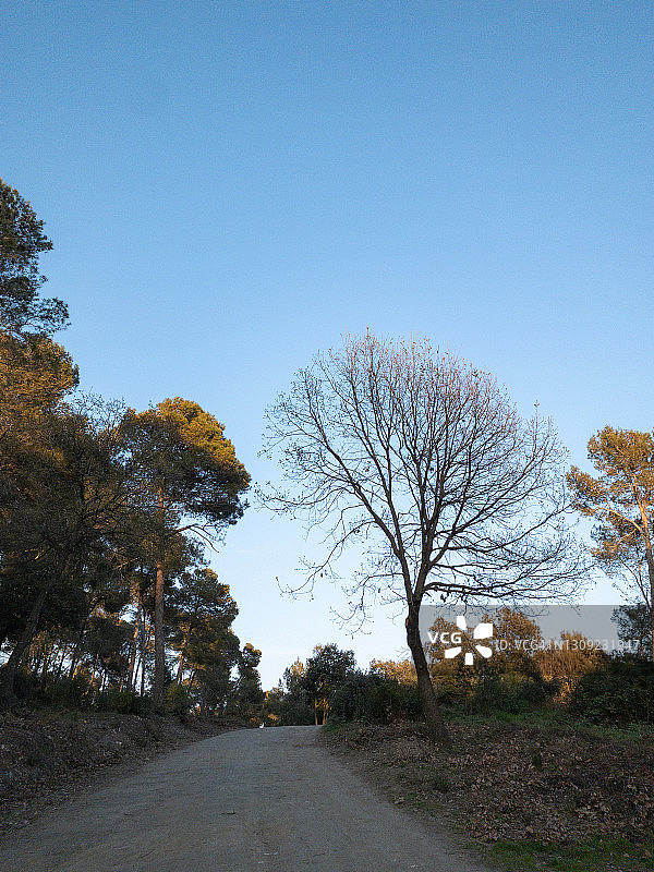 森林景观图片素材