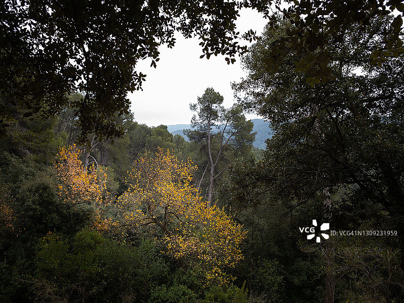 林地景观图片素材