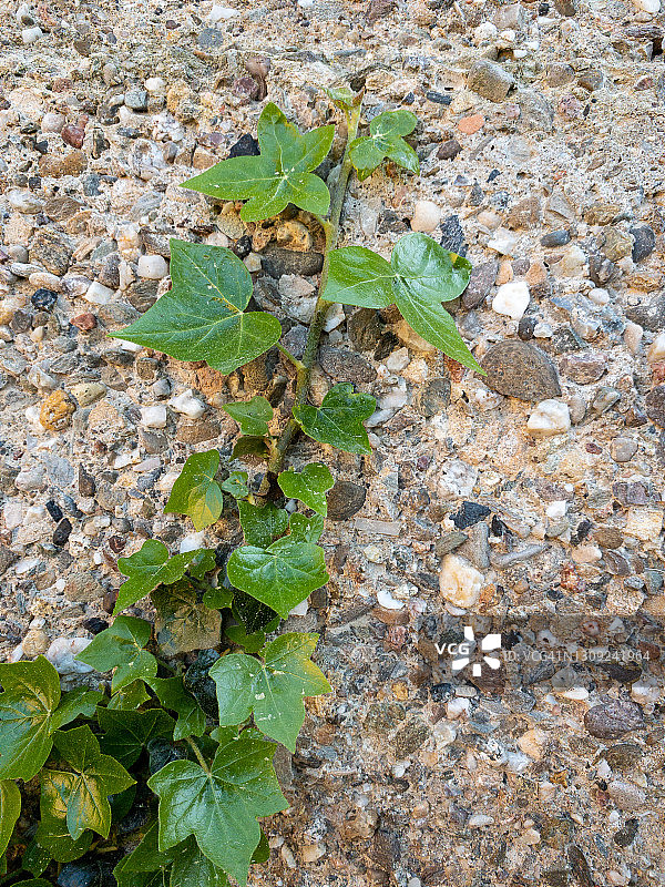 爬满质朴混凝土墙的爬山虎图片素材