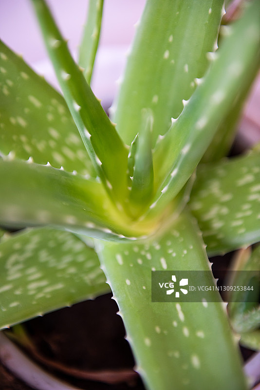 芦荟植物图片素材