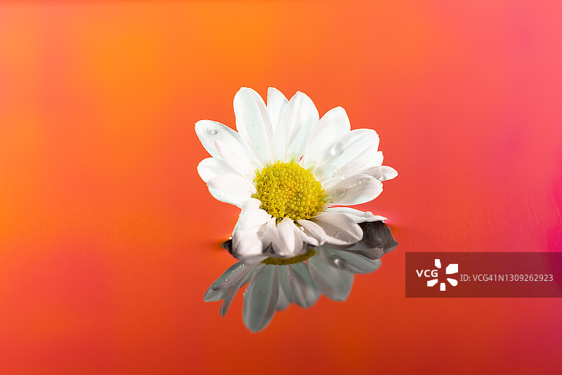 漂浮在彩色水面的花朵图片素材