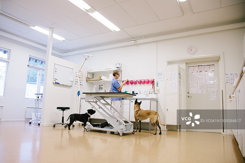动物医生在诊所治疗狗图片素材