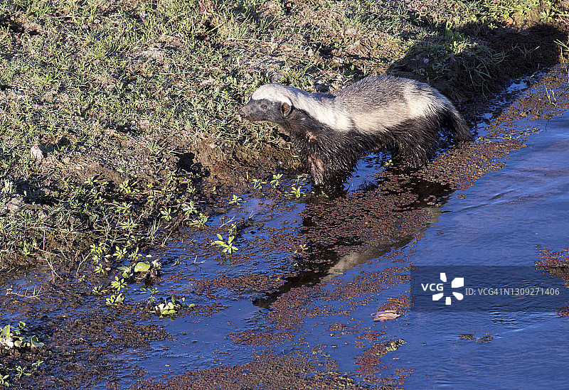 在水中行走的黑白蜜獾正在觅食，可以看到日落光下的水面倒影图片素材