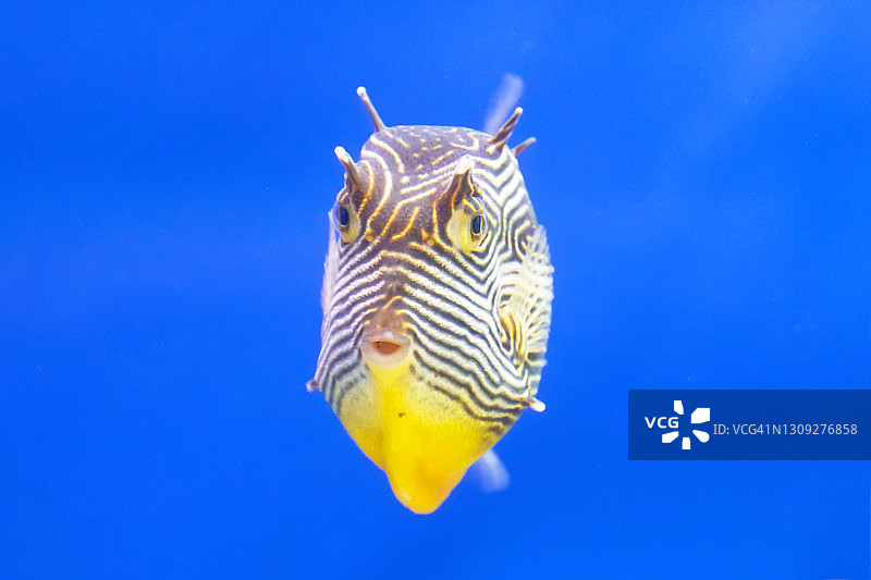 太平洋岛屿温暖的热带水域中条纹黄色小鱼图片素材