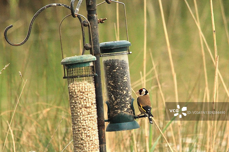 纽波特湿地鸟类喂食器上的金翅雀图片素材