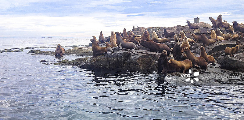 看狮子聚集在岩石岛上图片素材