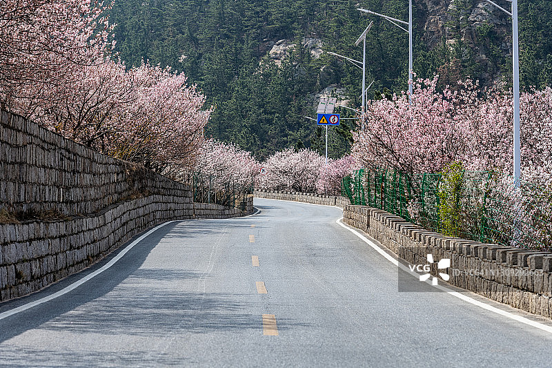 盛开樱花间的空旷道路图片素材