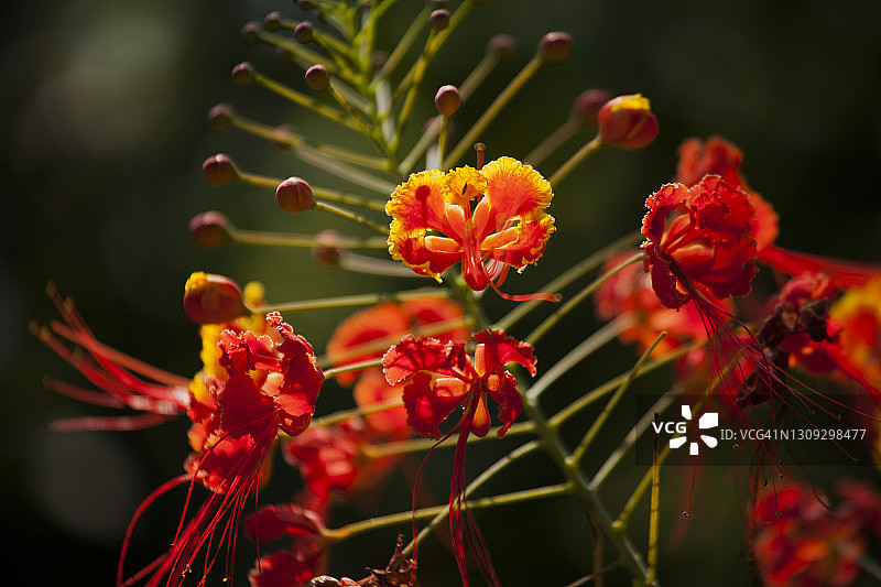 尼泊尔努瓦科特盛开的红黄花朵，也称为孔雀花的云实属植物特写图片素材