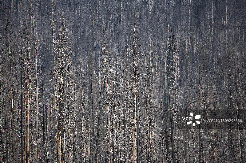 纽芬兰西部的烧毁森林图片素材