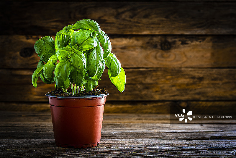 盆栽新鲜有机罗勒图片素材