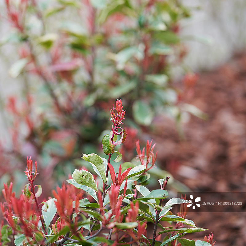 Photonia图片素材