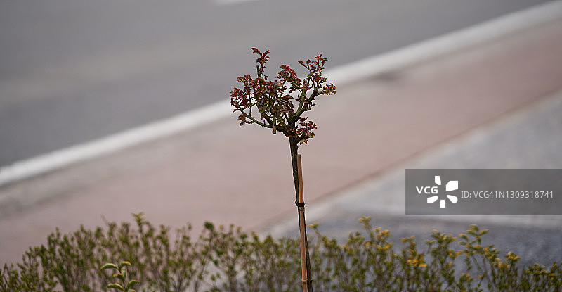 花园玫瑰和女贞图片素材