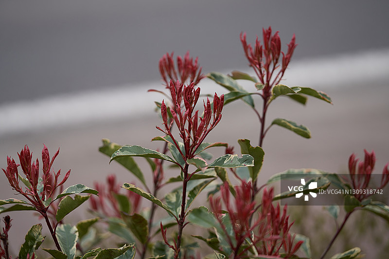 Photonia图片素材