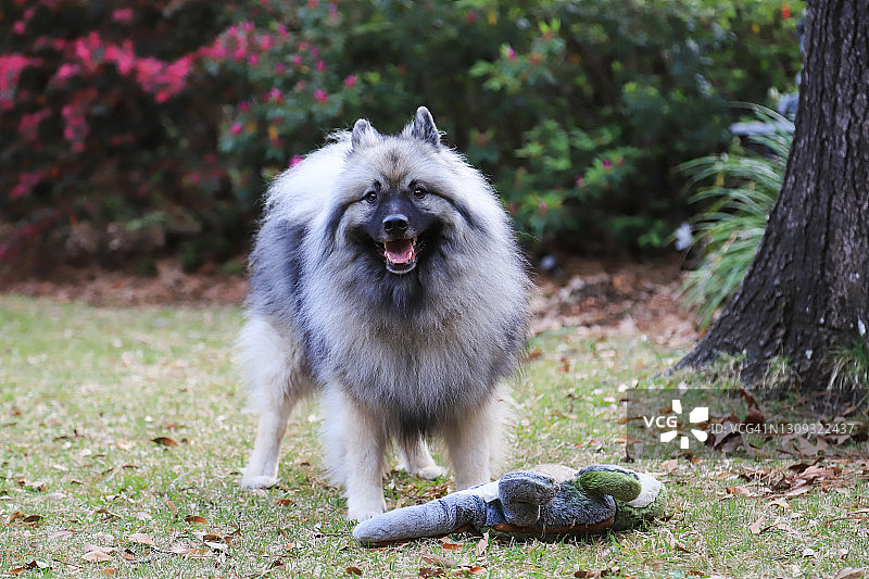 顽皮的荷兰毛狮犬图片素材