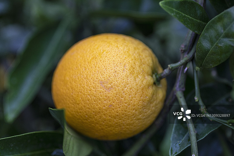 树枝上生长的橘子特写图片素材