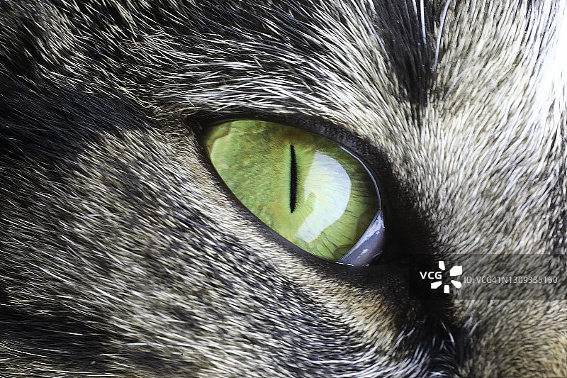 猫的眼睛图片素材