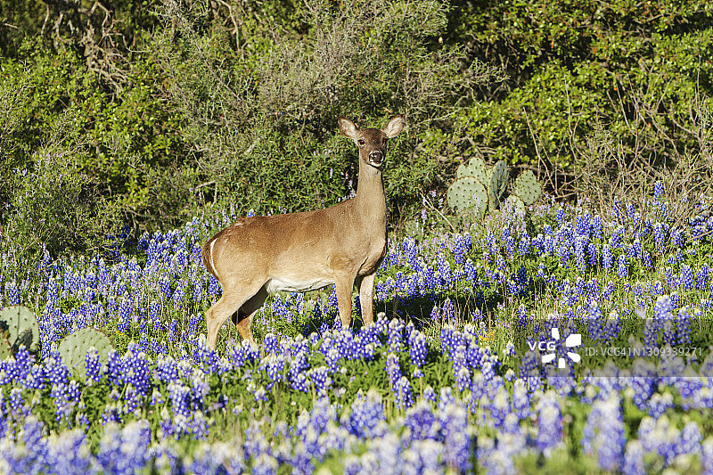 花丛中的白尾鹿图片素材