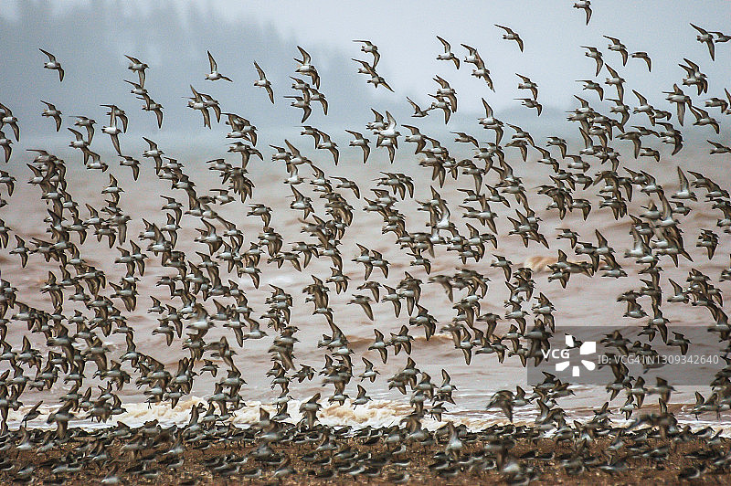 半蹼滨鹬迁徙（加拿大新不伦瑞克省玛丽斯角）图片素材