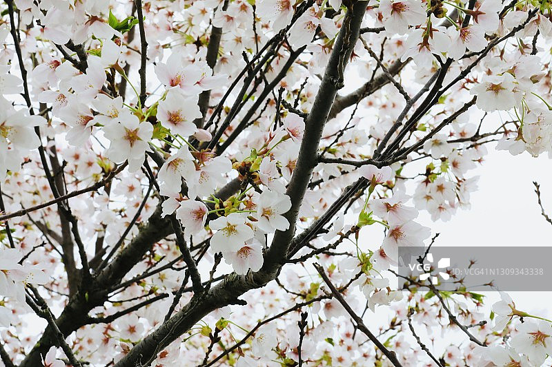 樱花树图片素材