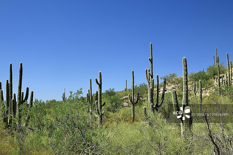 仙人掌地图片素材