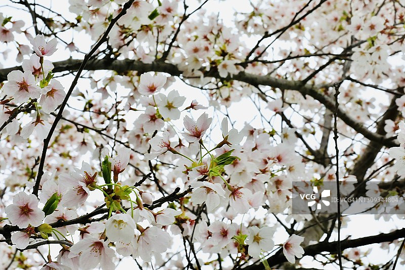 日本樱花图片素材