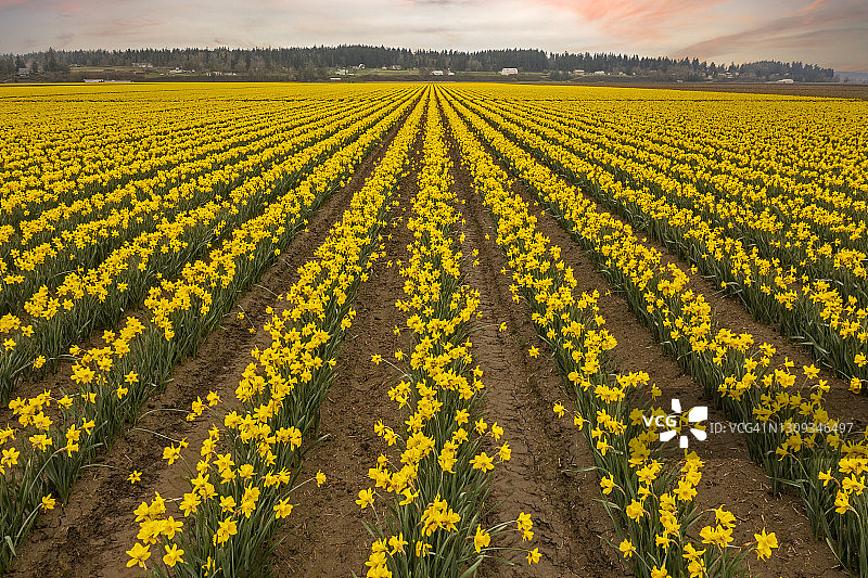 华盛顿州斯卡吉特河谷盛开的黄水仙花田图片素材