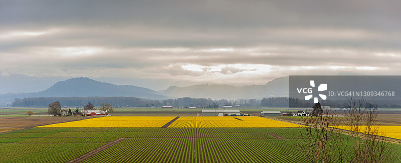 华盛顿州斯卡吉特河谷盛开的黄水仙花田图片素材