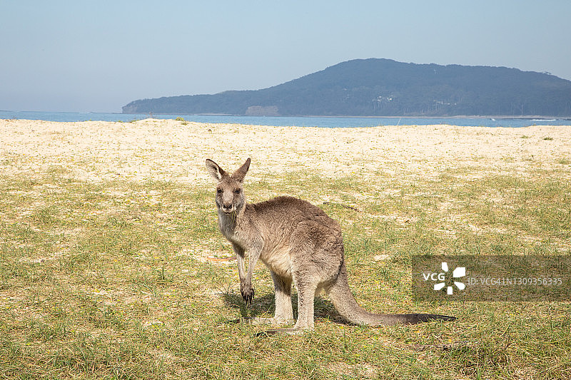 卵石滩上的袋鼠，位于澳大利亚新南威尔士州图片素材