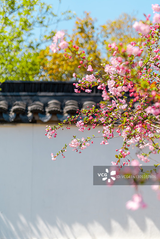 仰视粉色桃花图片素材
