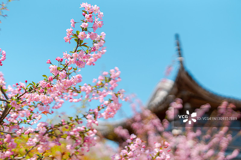 仰视粉色桃花图片素材