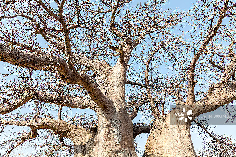 库布岛上的大型猴面包树图片素材
