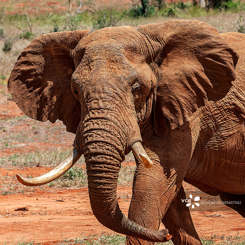 攻击中的非洲象图片素材