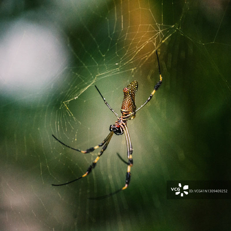 金色球蛛特写，哥斯达黎加图片素材