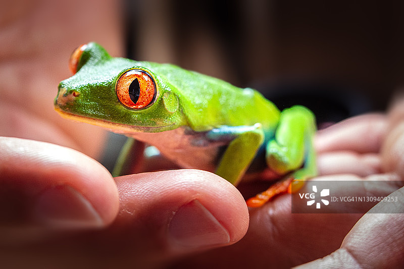 人手上的红眼树蛙，哥斯达黎加托尔图格罗国家公园图片素材