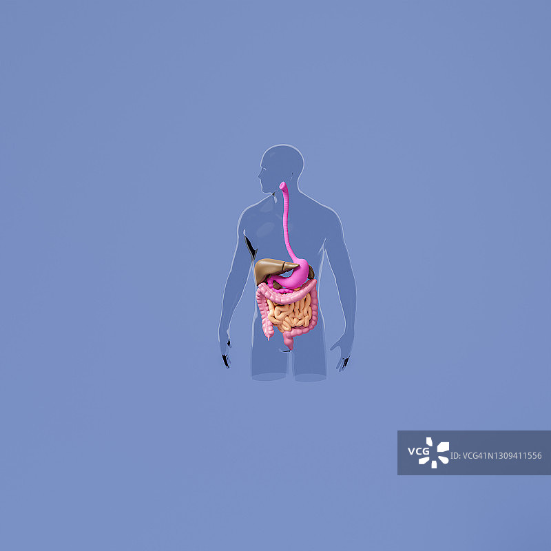 人体轮廓中的胃肠道：腹腔内脏器官示意图图片素材