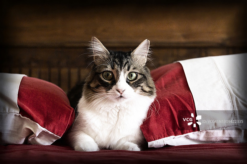 在枕头之间的床上挪威森林猫图片素材