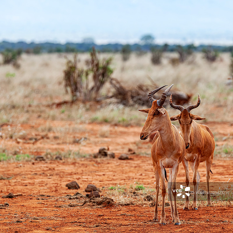 察沃东国家公园的柯氏狷羚图片素材