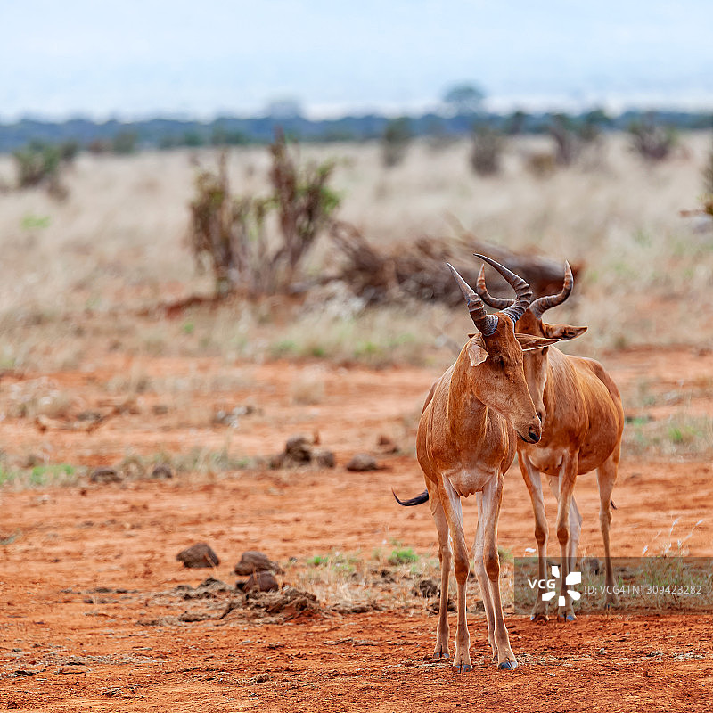 察沃东国家公园的柯氏狷羚图片素材