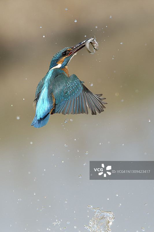 翠鸟捕鱼图片素材