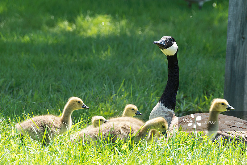 草地上的加拿大鹅母子和小鹅图片素材