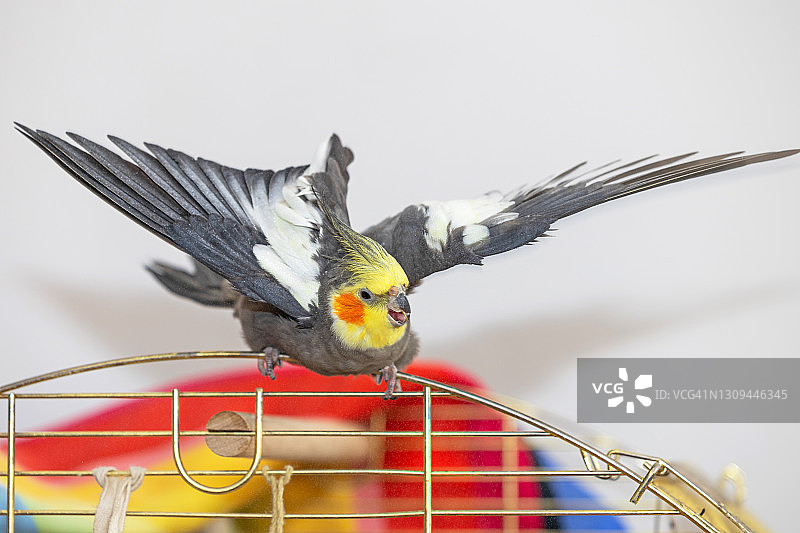 展开翅膀的鸡尾鹦鹉图片素材