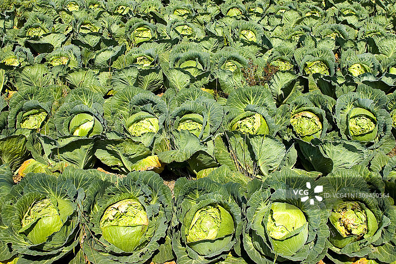 卷心菜图片素材