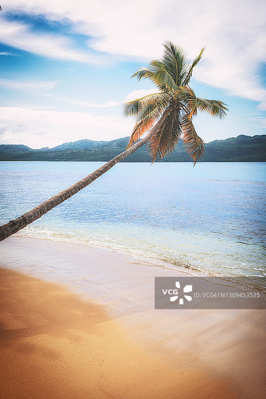 沙滩上的棕榈树图片素材