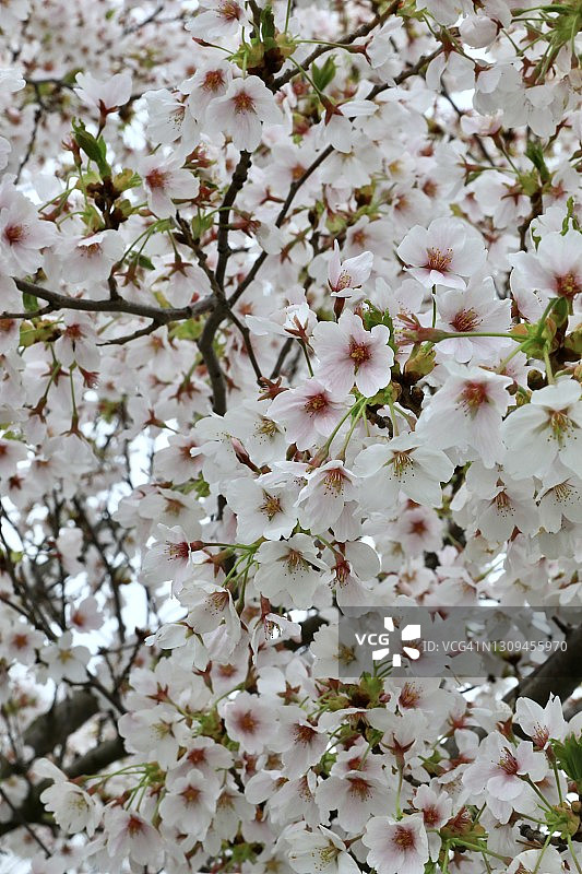 樱花树（学名：Prunus serrulata）图片素材