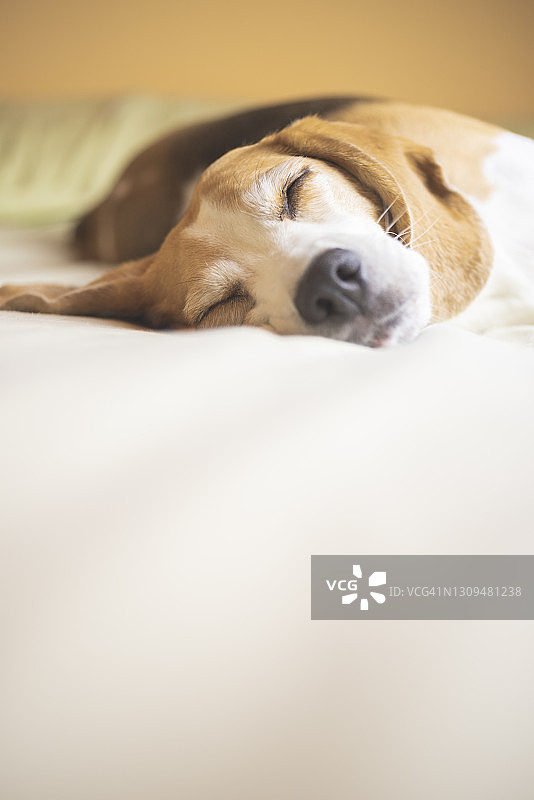 一只昏昏欲睡的小狗图片素材