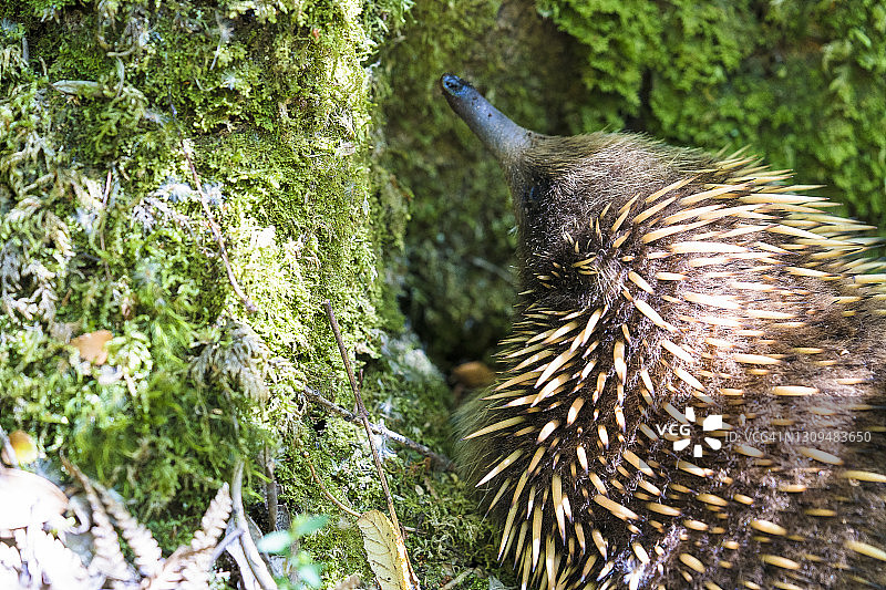 苔藓中的针鼹图片素材