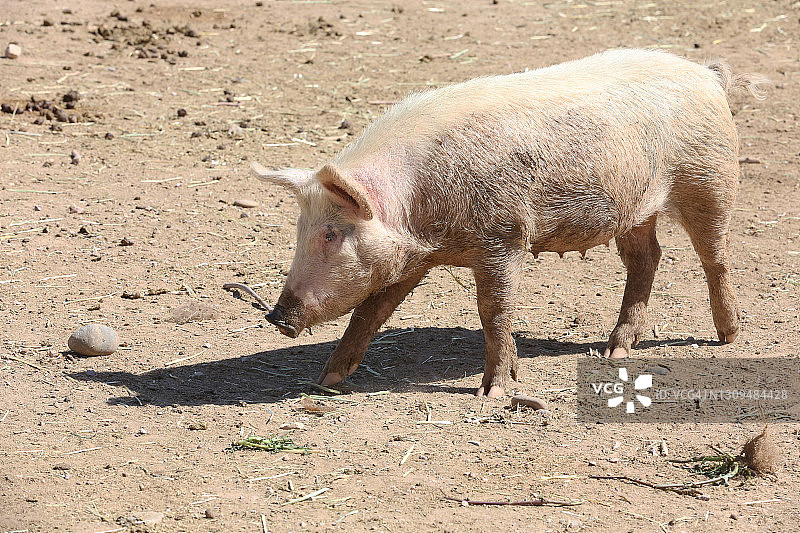 动物：家猪图片素材